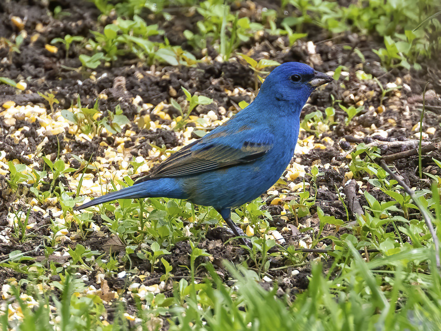 Indigo Bunting